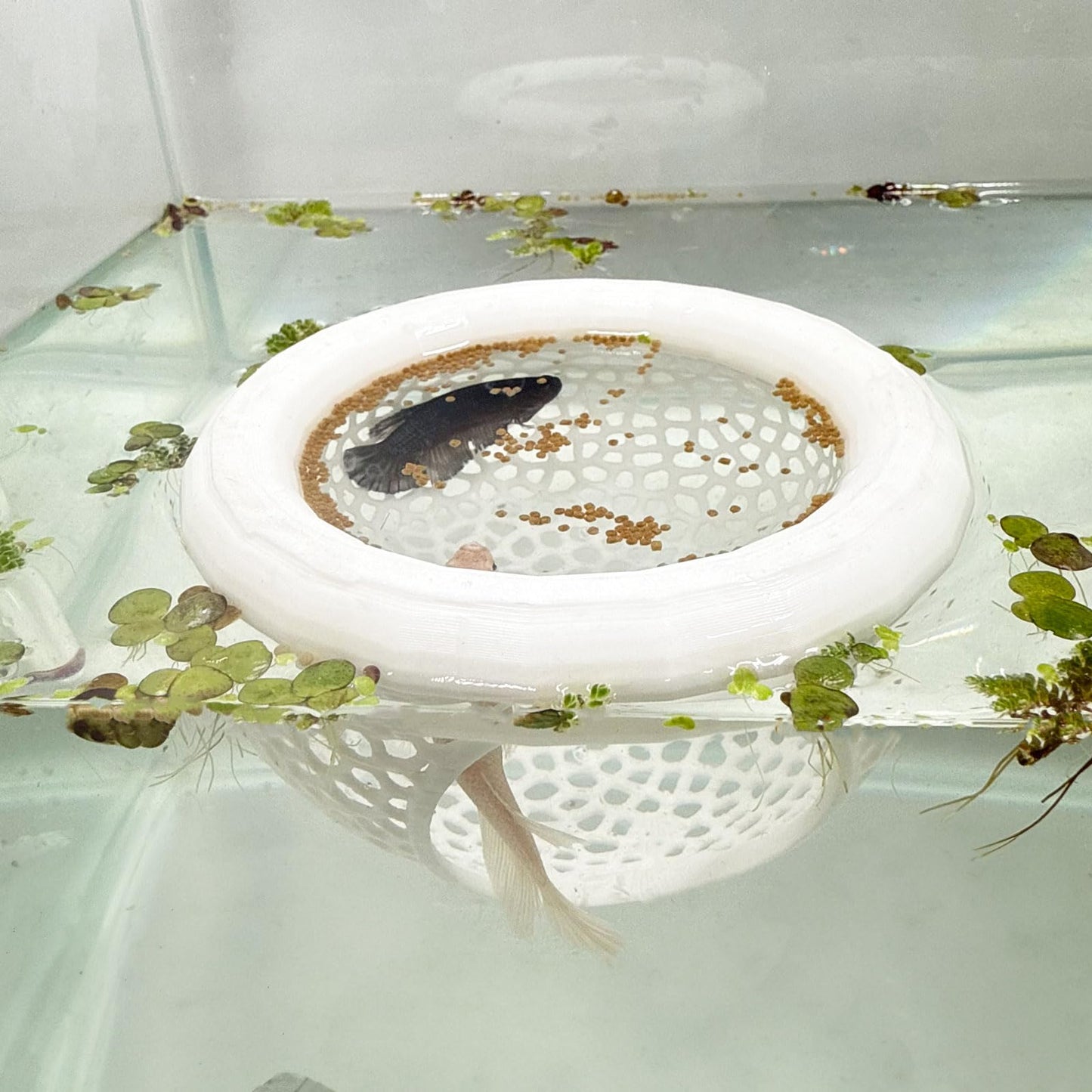 🐟 Floating Fish Rest Area｜Aquarium Hideout Accessory
