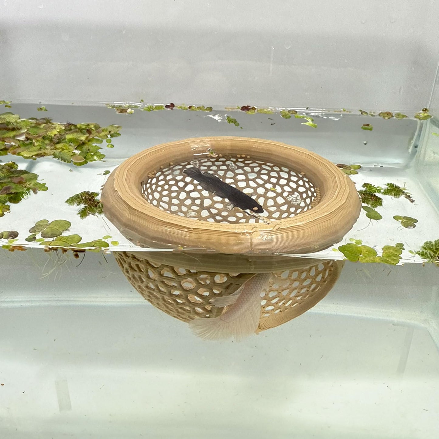 🐟 Floating Fish Rest Area｜Aquarium Hideout Accessory